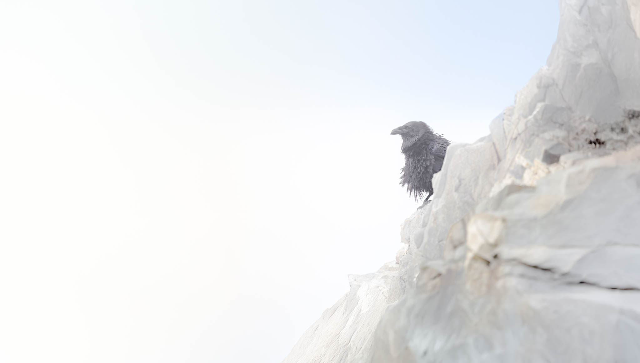 Common Raven - On the Edge of the Fog